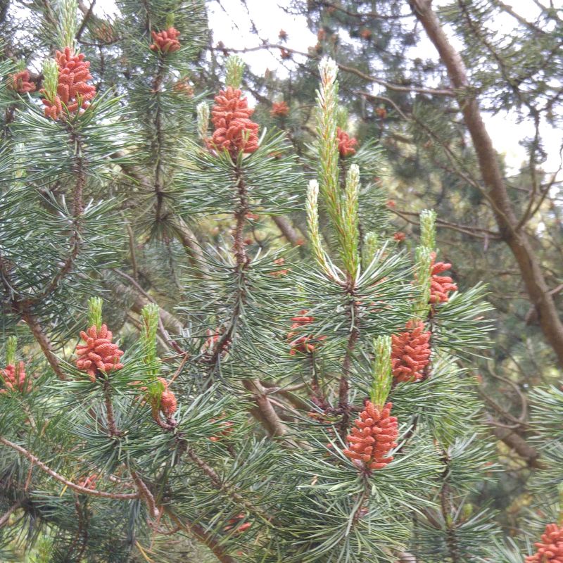 What unusual pine cones!